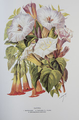 Illustration / Datura meteloides