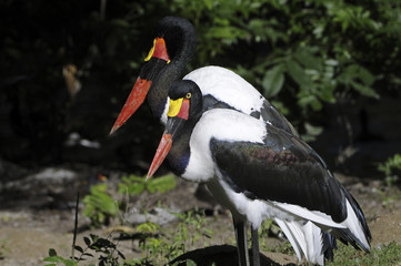 Ephippiorhynchus senegalensis / Jabiru du Sénégal