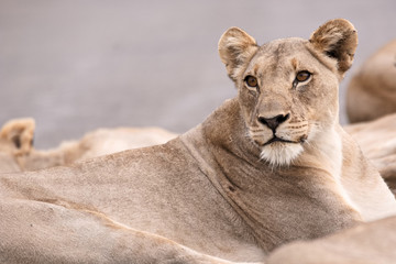 Alert lioness with her pride observing movement in the bush nearby.