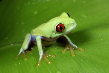 Agalychnis callidryas / Rainette aux yeux rouges