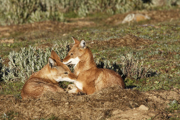 Canis simiensis / Loup d'Abyssinie / Loup du Simien