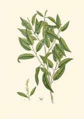Illustration botanique / Salix alba / Saule blanc