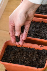 Woman covers planted seeds with prepared soil