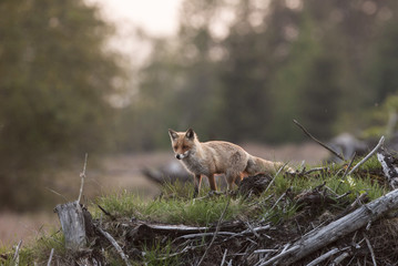 Vulpes vulpes / Renard roux