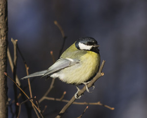 Obraz premium Great tit, Parus Major, close-up portrait on branch with bokeh background, selective focus, shallow DOF
