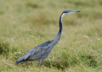 Ardea melanocephala / Héron mélanocéphale
