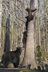 Ursus americanus : Ours noir