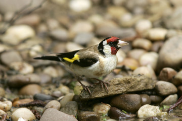 Carduelis carduelis / Chardonneret