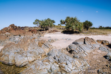 A rocky landscape with yucca trees