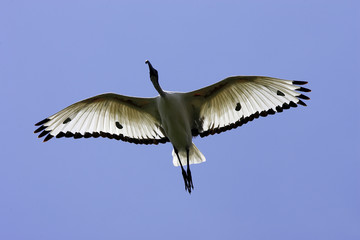 Threskiornis aethiopica / Ibis sacré