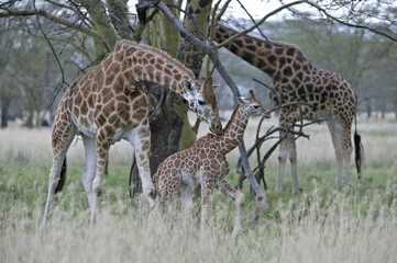 Giraffa camelopardalis rothschildi / Girafe de l'Ouganda