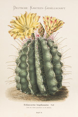 Echinocactus longihamatus / Ferocactus hamatacanthus subsp. hamatacanthus