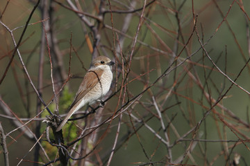 Lanius collurio / Pie grièche écorcheur / Femelle