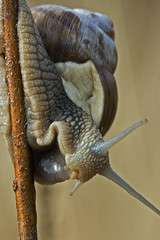 Helix pomatia / Escargot de Bourgogne