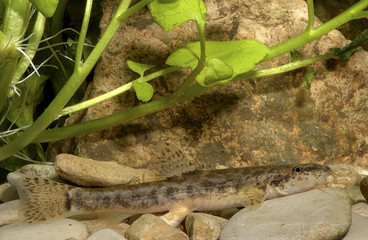 Nemacheilus barbatulus / Loche franche