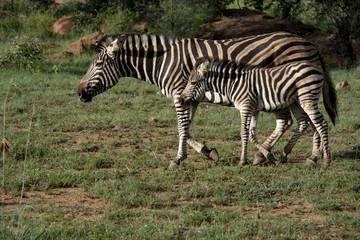 Burchell’s mare and foal walking in time through the green veldt after the drought relieving rains.