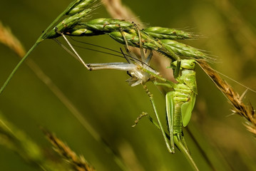 Tettigonia viridissima / Sauterelle verte