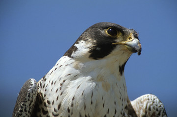 Falco peregrinus / Faucon pélerin