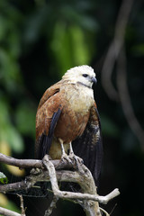 Busarellus nigricollis / Buse a tête blanche