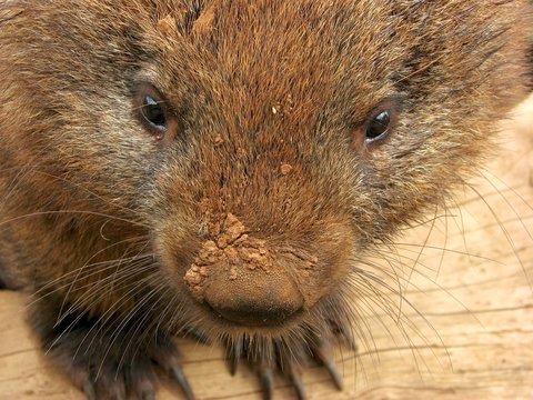 wombat with diry nose