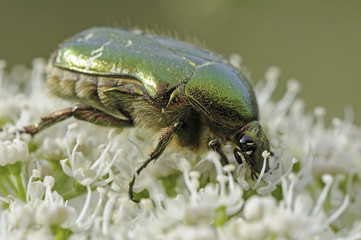 Cetonia aurata / Cétoine dorée