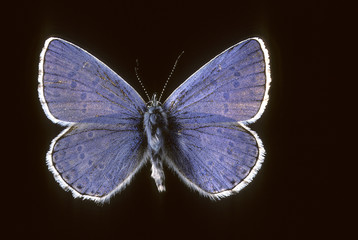 Lysandra bellargus / Argus bleu céleste