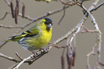 Carduelis spinus / Tarin des aulnes