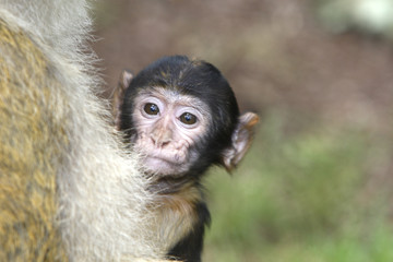 Macaca sylvanus / Macaque de Barbarie