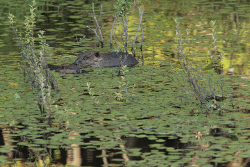 Castor canadensis / Castor du Canada