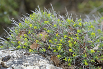 Euphorbia spinosa / Euphorbe épineuse