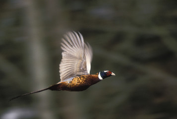 Phasianus colchicus / Faisan de colchide