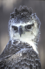 Aigle martial / Polemaetus bellicosus