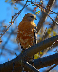 Redshouldered Hawk sitting in tree looking sideways