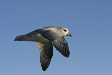 Fulmar glacialis / Petrel fulmar