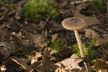 Amanita fulva / Amanite fauve