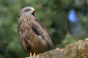 Milvus milvus / Milan royal