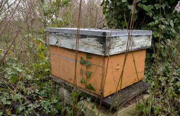 Ruche / Apiculture