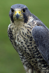 Falco peregrinus/ Faucon pélerin