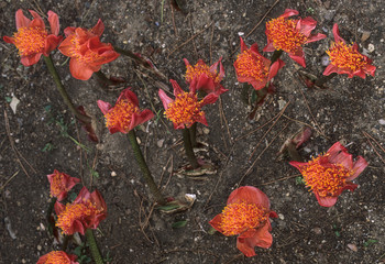 Haemanthus coccineus / Hémanthe écarlate