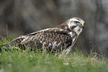 Buteo buteo / Buse variable