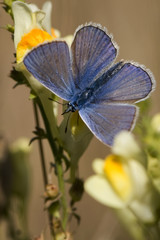 Polyommatus icarus / Argus bleu