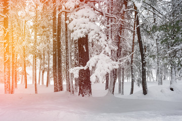 Snowy pine forest