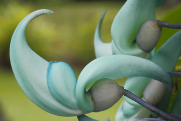 Strongylodon macrobotrys / Fleur de jade