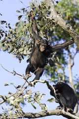 Pan troglodytes / Chimpanzé