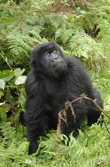 Gorilla gorilla beringei : Gorille de montagne