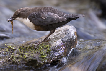 Cinclus cinclus/ Cincle plongeur/ Merle d'eau