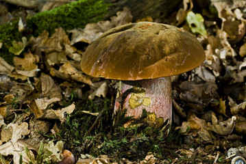 Boletus erythropus / Bolet à pied rouge