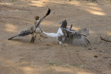 Combat entre Aigle martial et Aigle ravisseur
