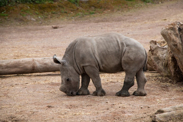 Petit rhinocéros blanc