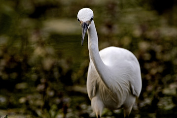 Egretta garzetta / Aigrette garzette